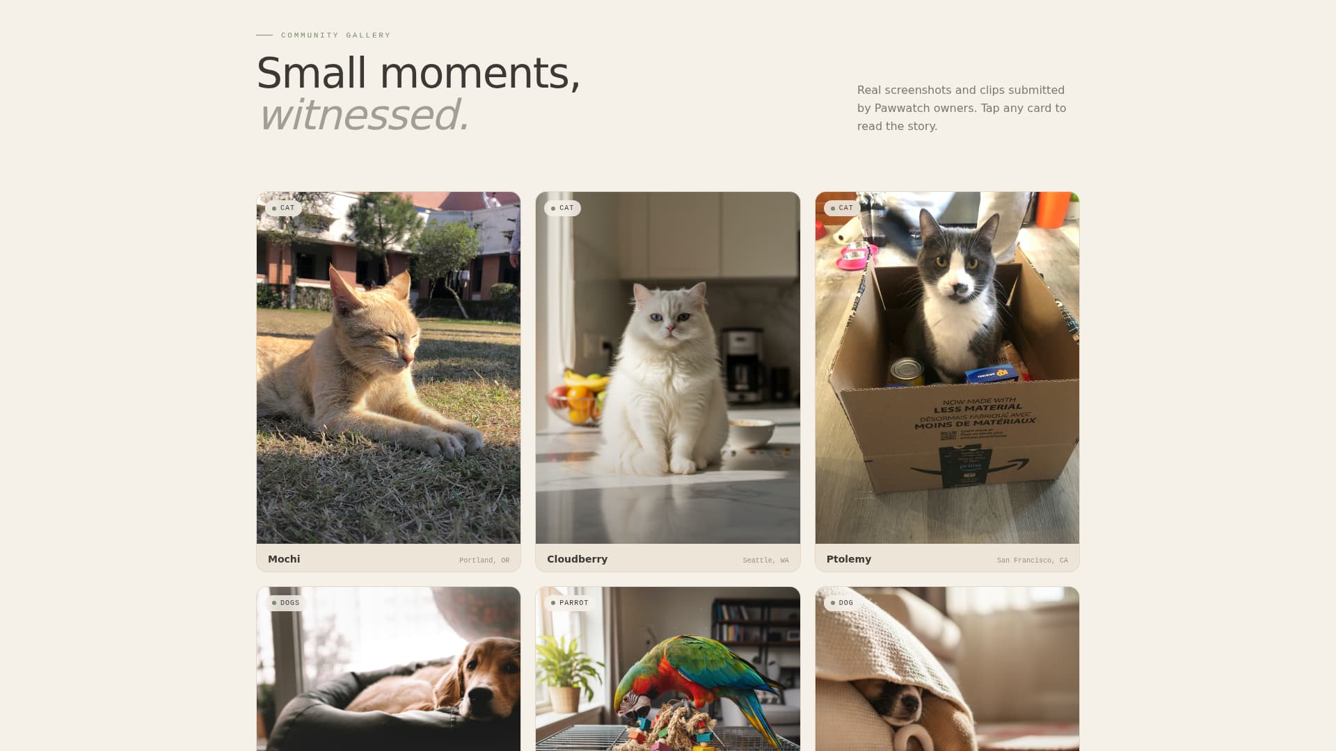 Pawwatch - Serene Petcamera Landing Page Template