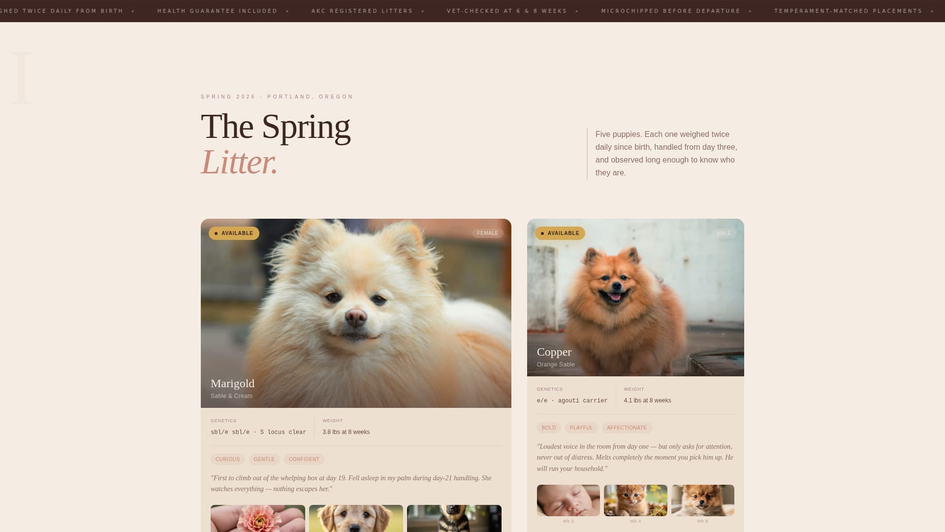 Fluff - Artisan Pomeranian Landing Page Template