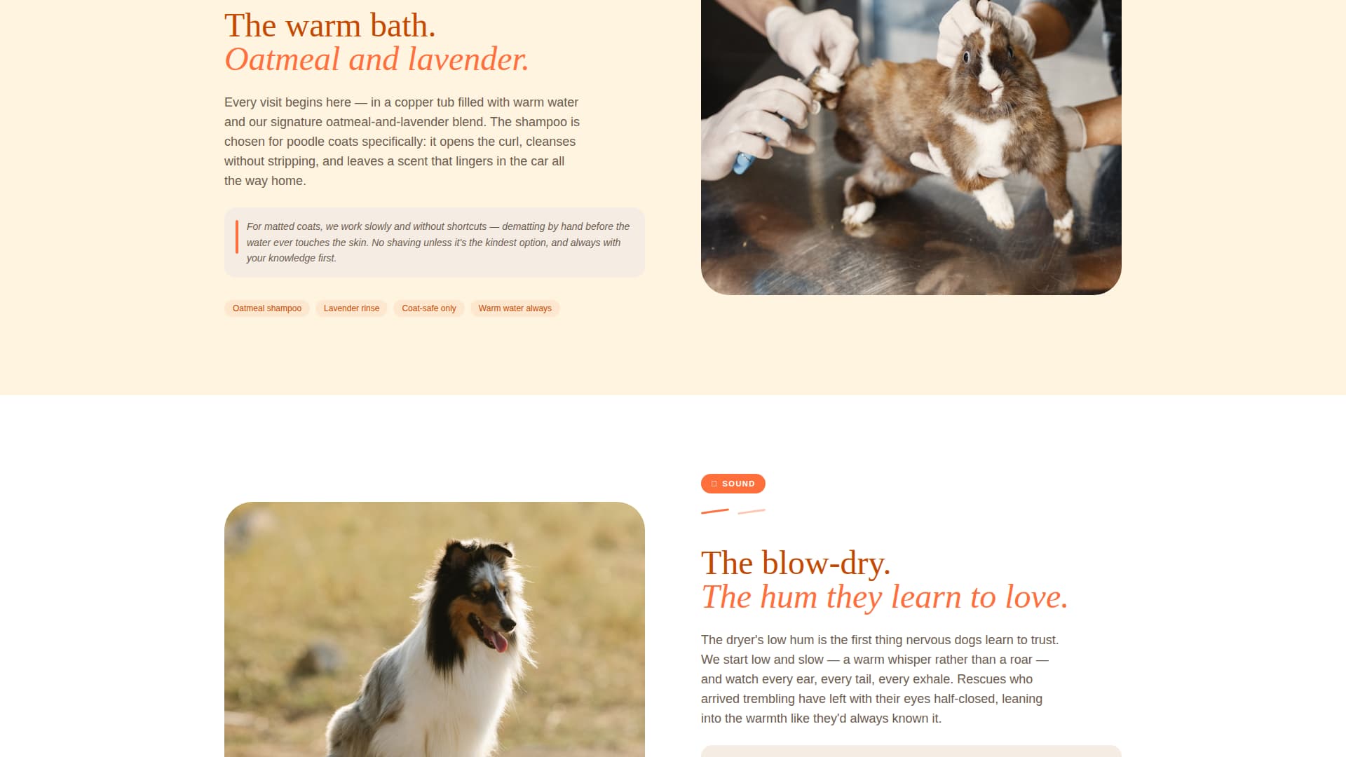 Dog Booking Website Template