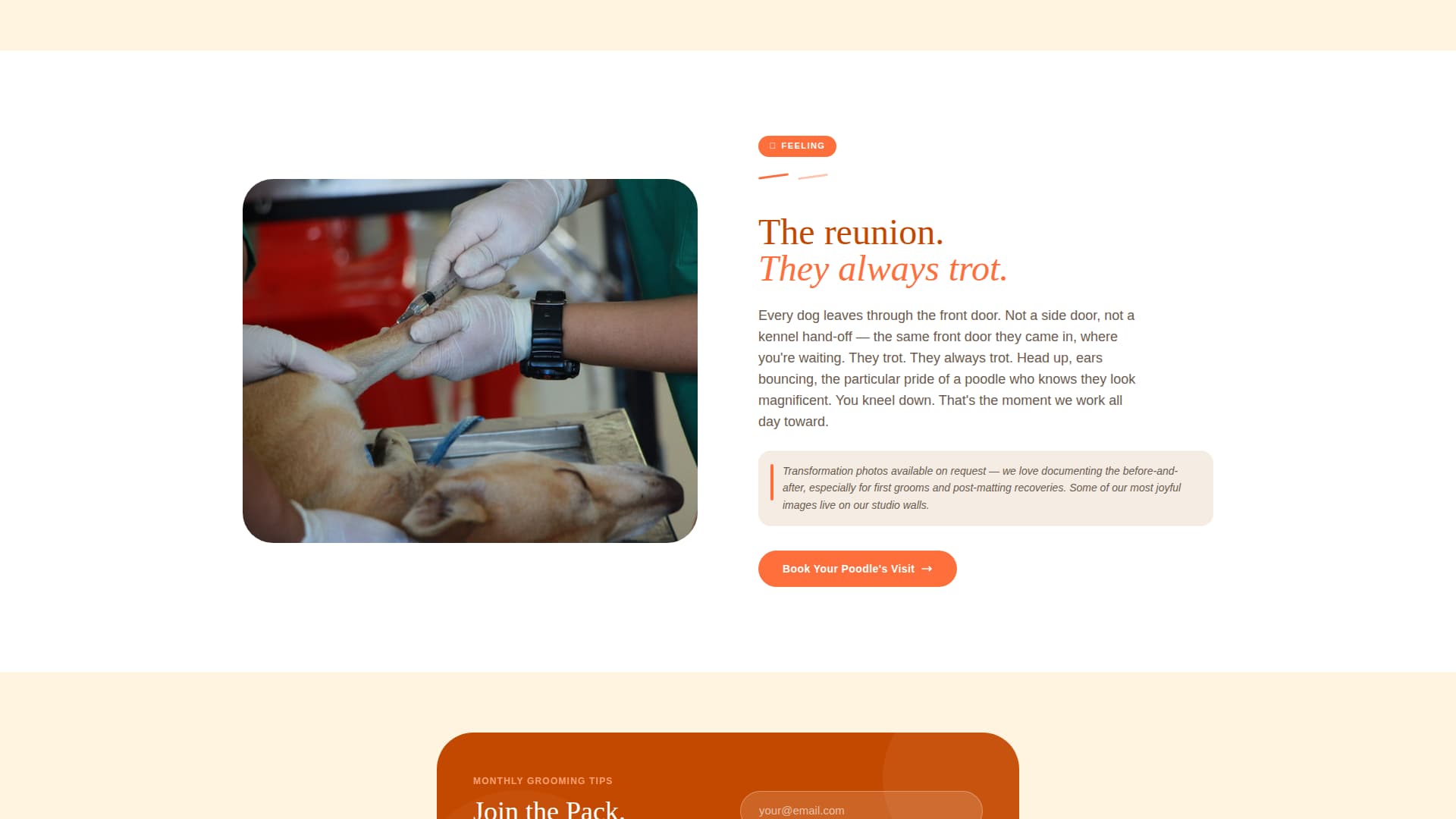 Dog Booking Website Template
