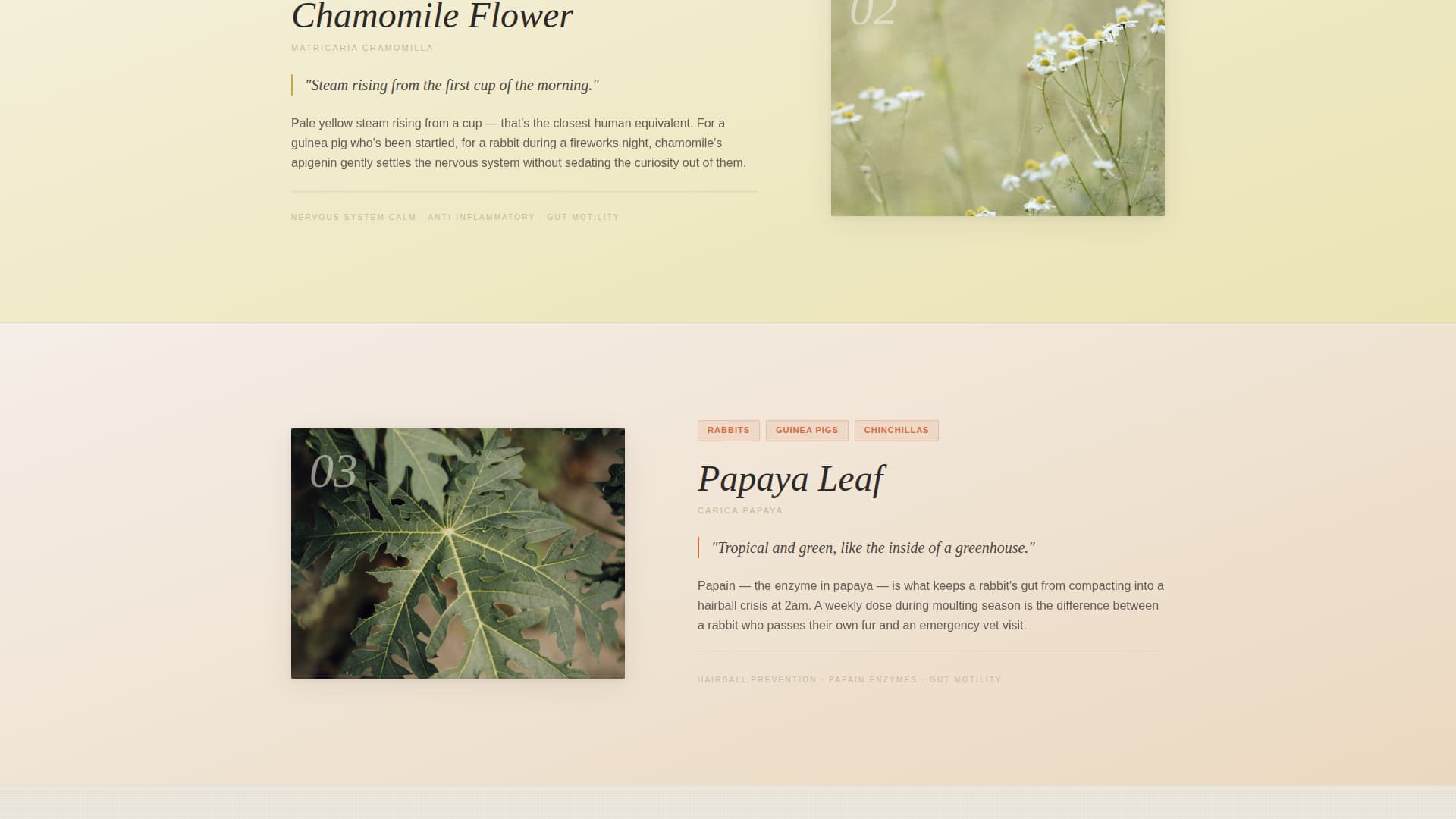 Burrow - Artisan Smallanimal Landing Page Template