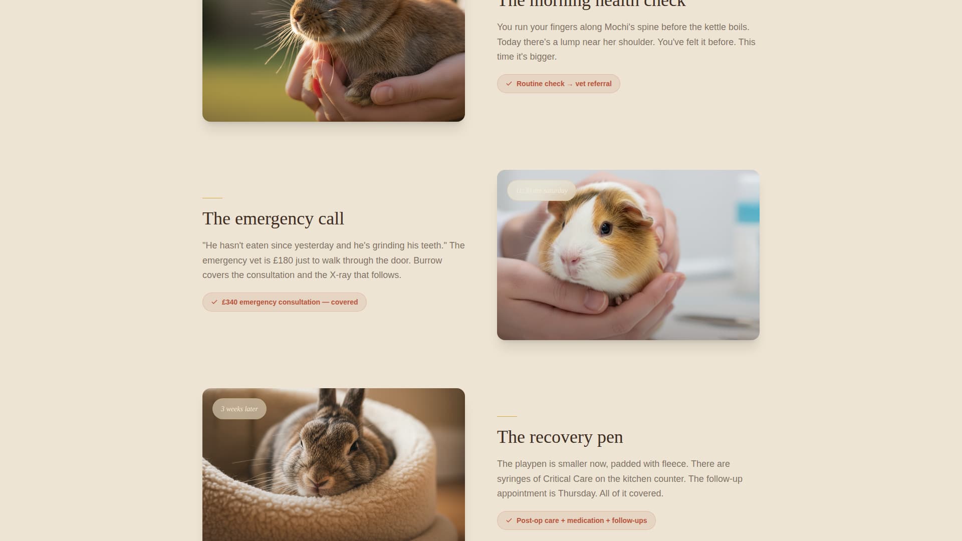 Burrow - Heartfelt Rabbitinsurance Landing Page Template