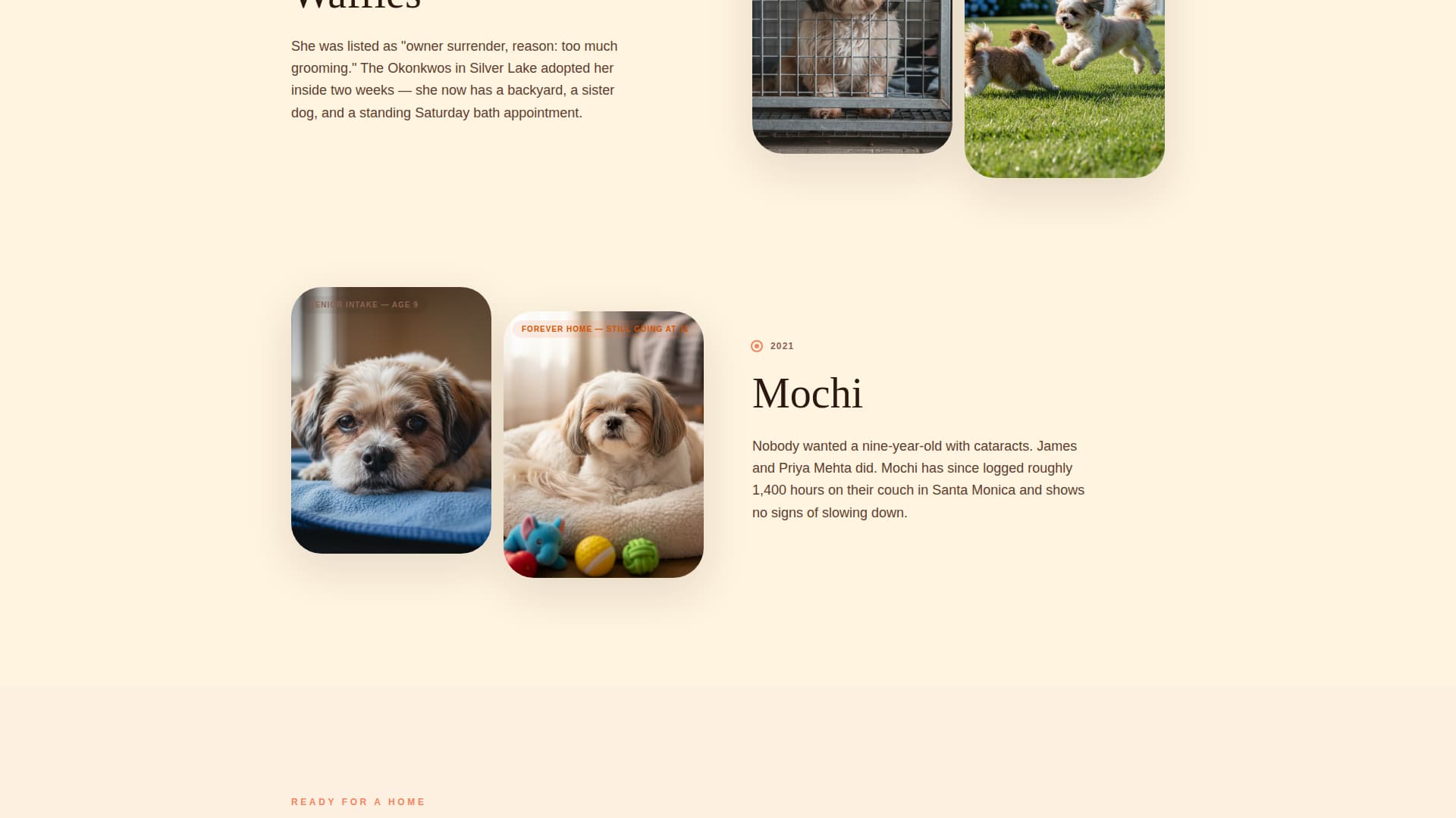 Haven - Heartwarming Rescue Landing Page Template