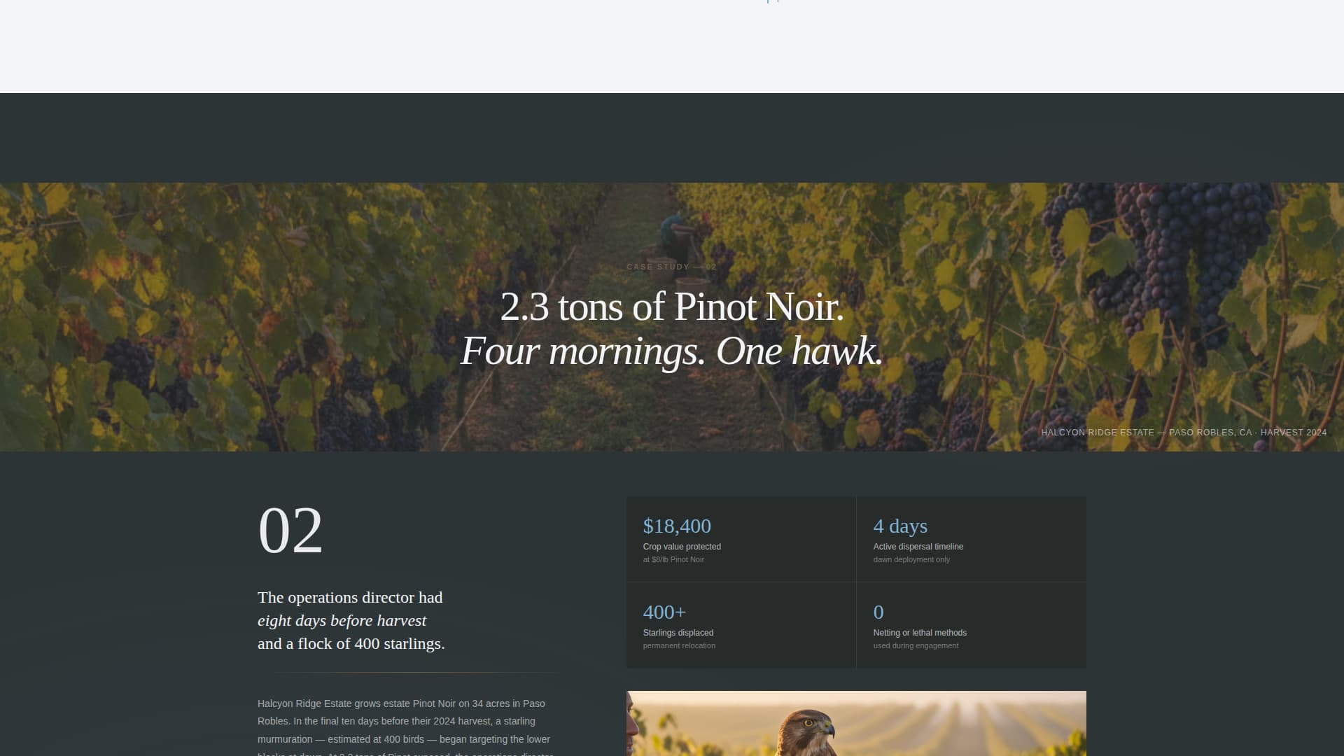 Falconer Directory Website Template