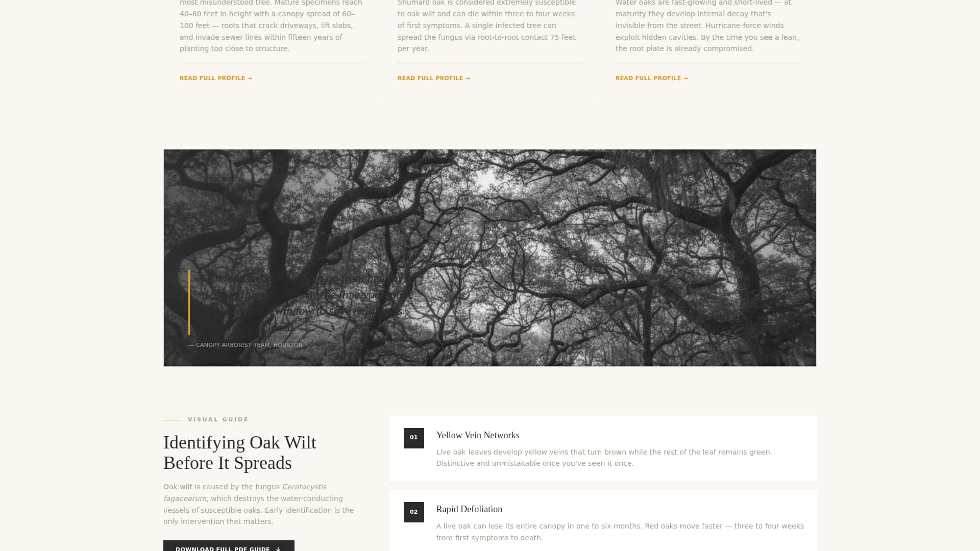 Canopy — Licensed Tree Removal Landing Page Template