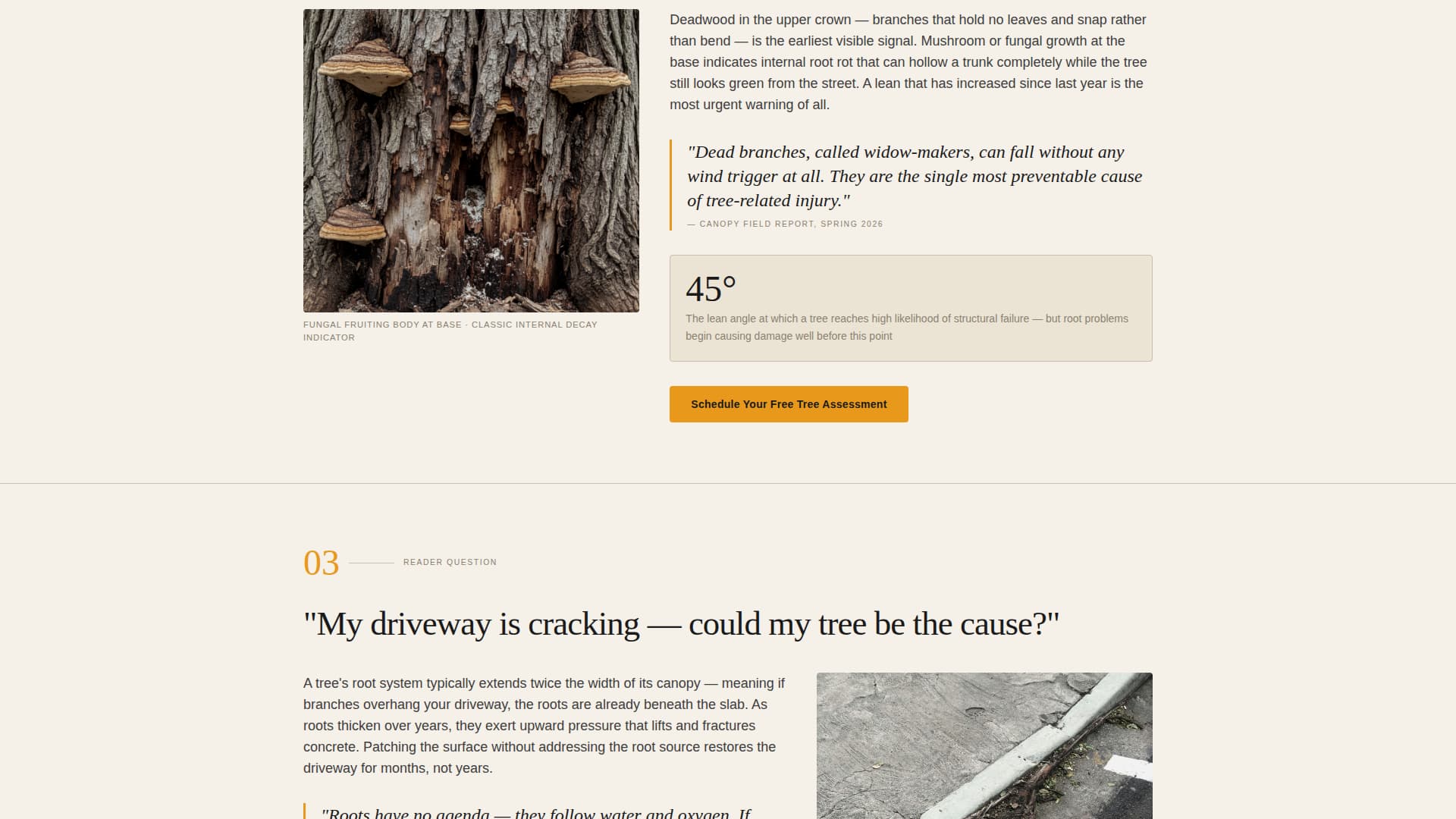 Canopy — Showcase Arborist Portfolio Landing Page Template