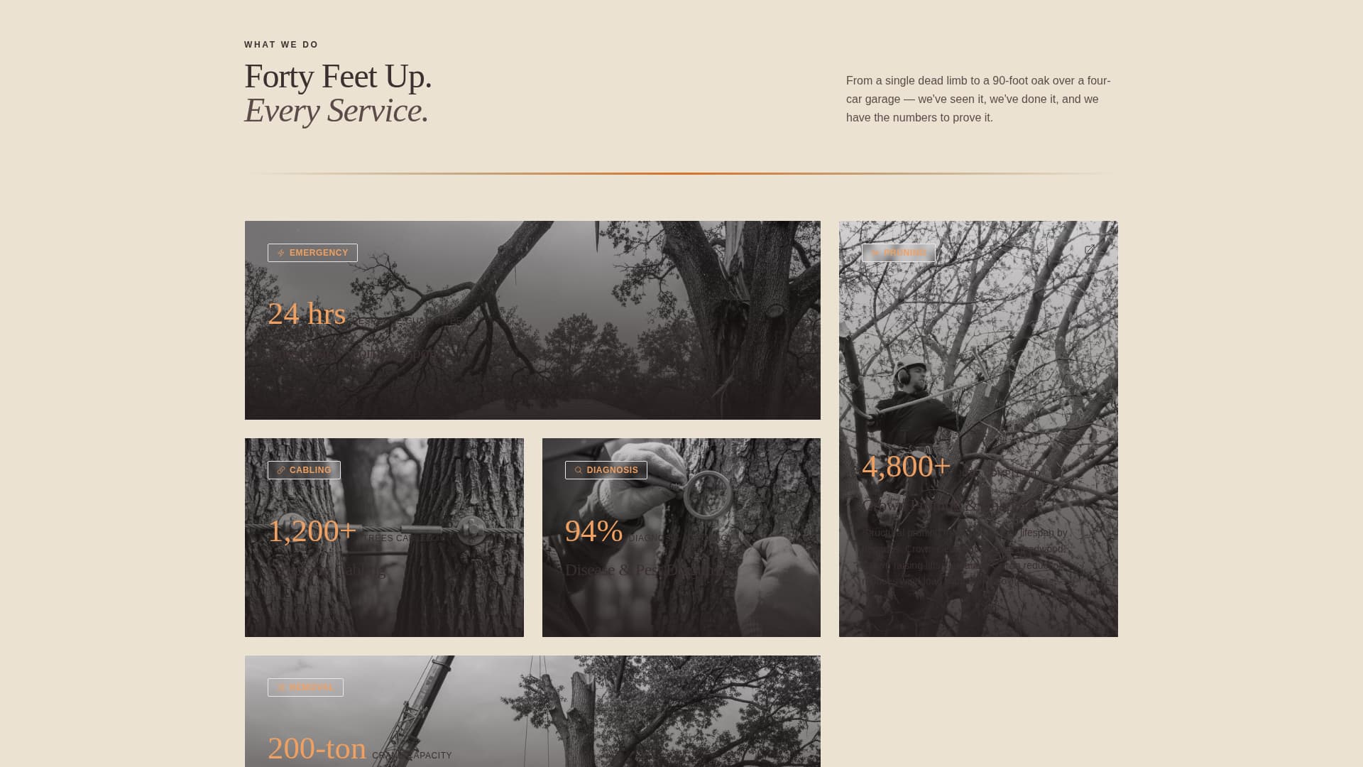 Timber — Certified Tree Care Landing Page Template