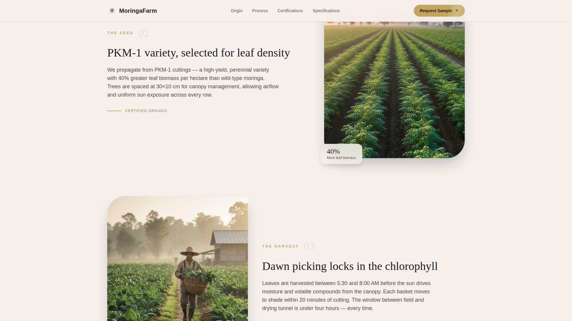 Moringa - Premium Superfood Landing Page Template