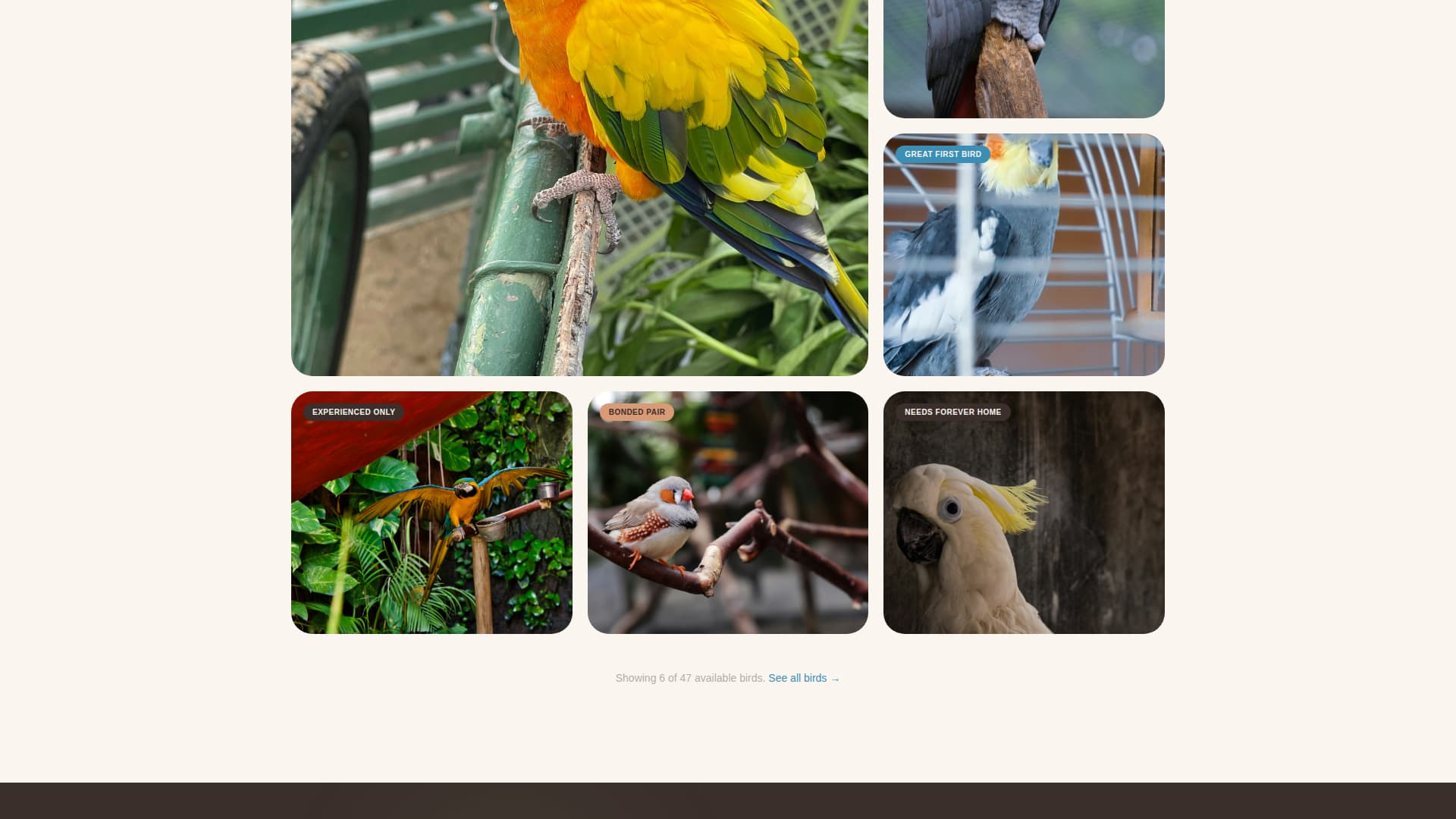 Flock - Heartwarming Birdrescue Landing Page Template