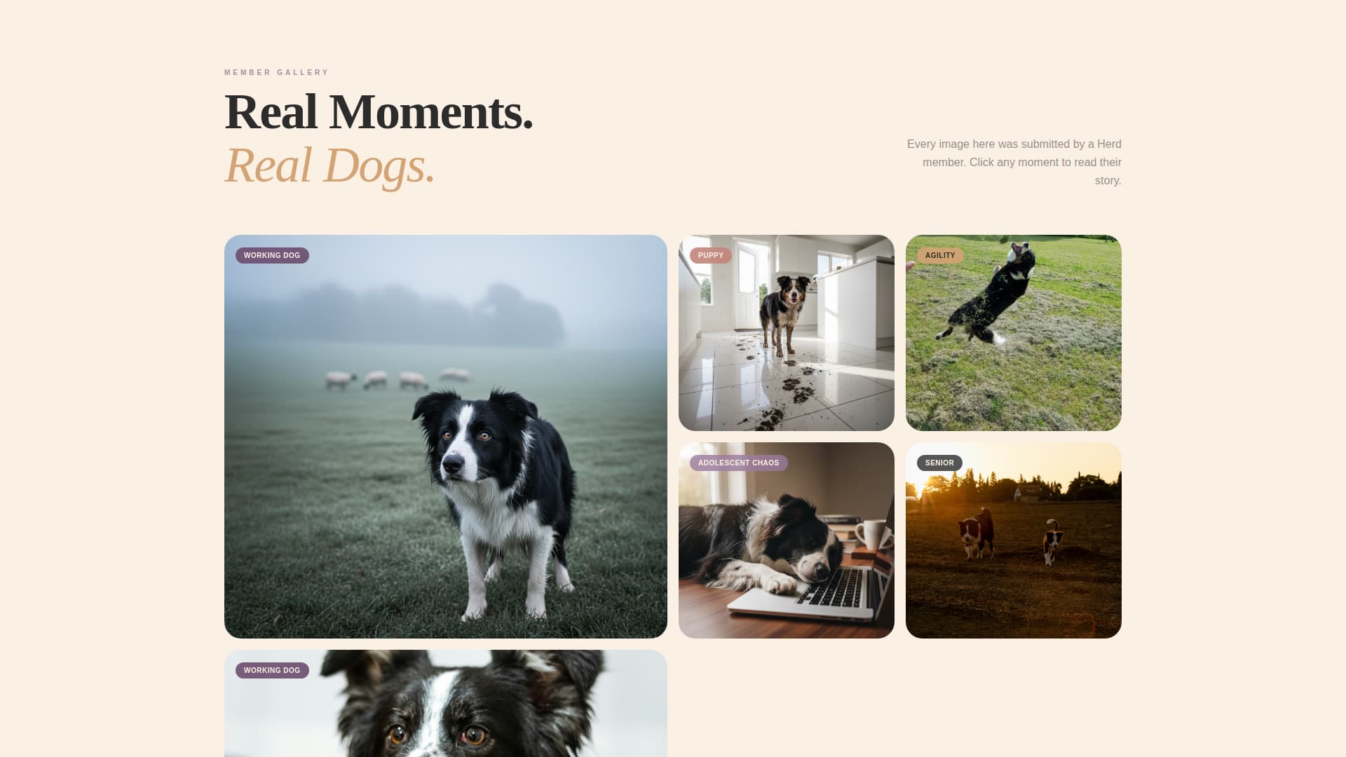 Dog Certified Professional Website Template