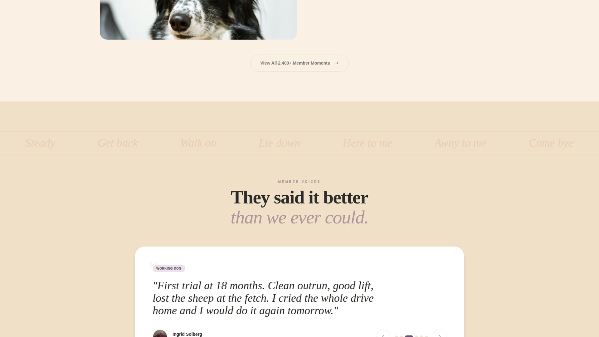 Dog Certified Professional Website Template