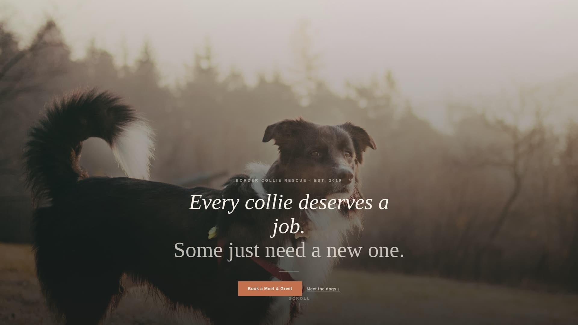 Dog Local Booking Website Template
