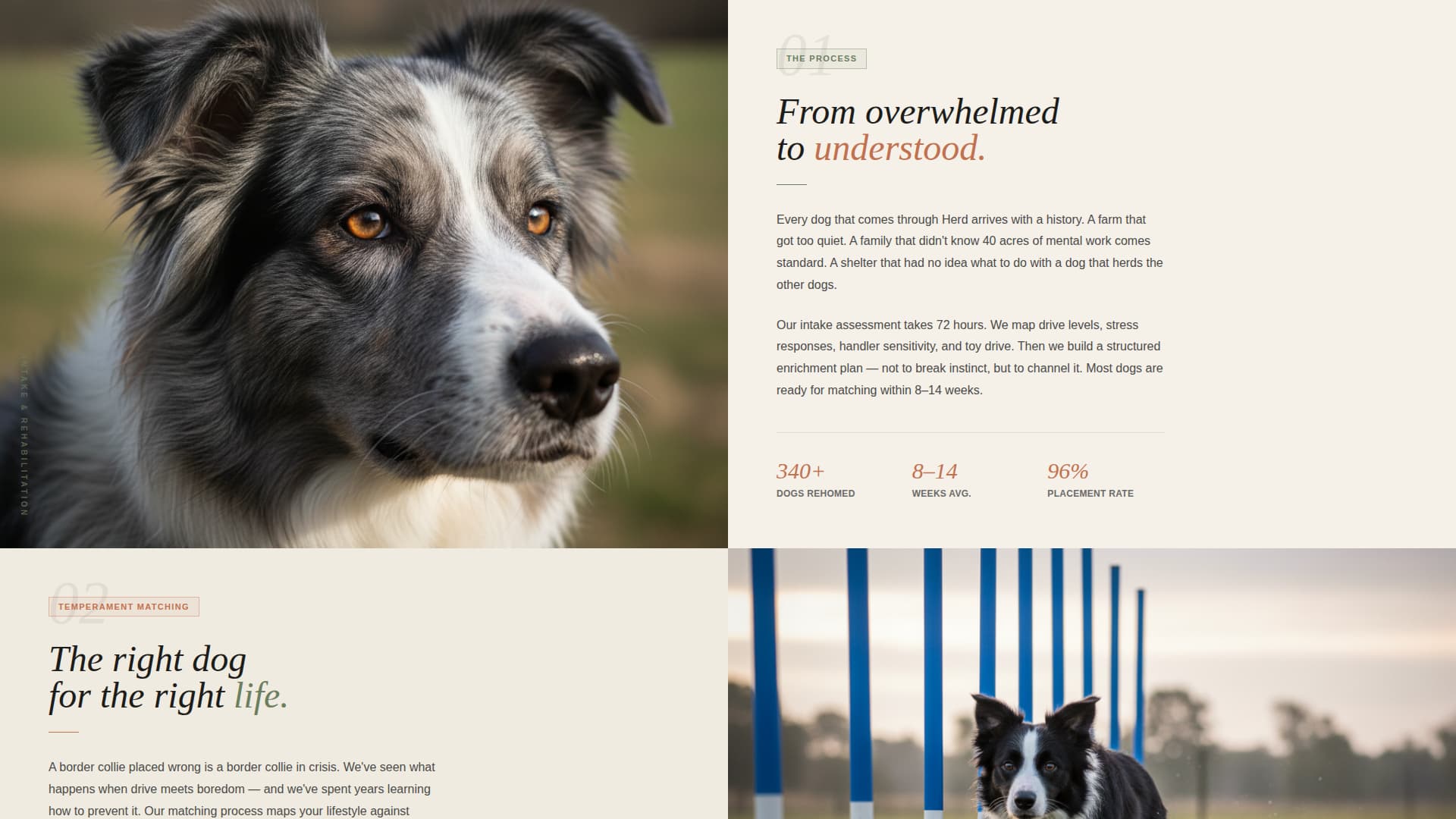 Dog Local Booking Website Template