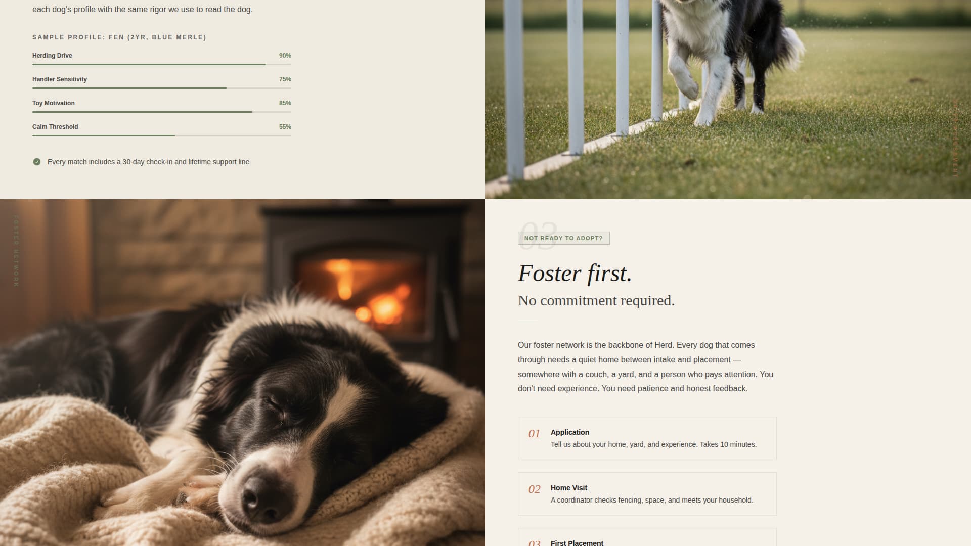 Dog Local Booking Website Template