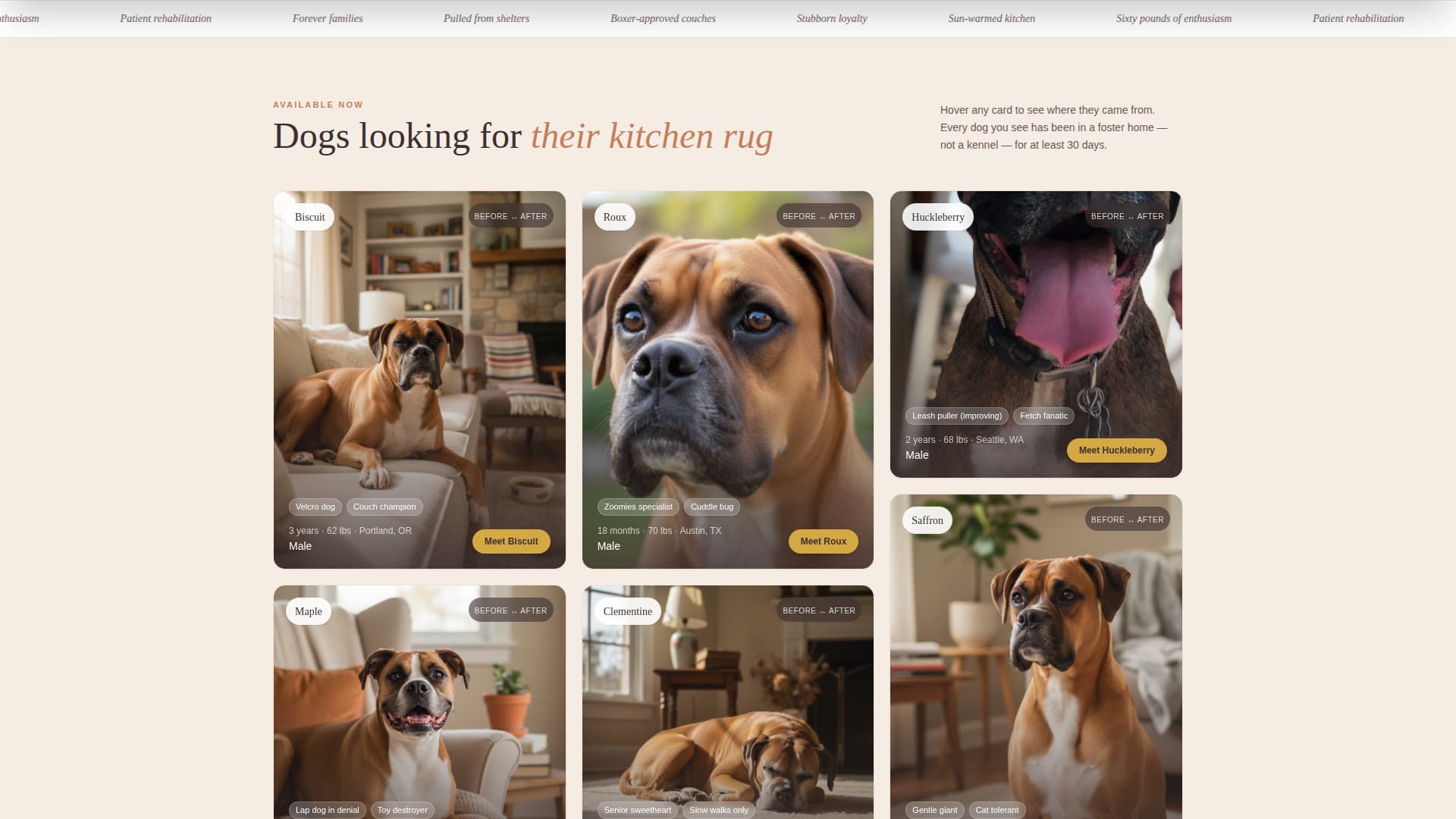 Dog Specialist Professional Website Template