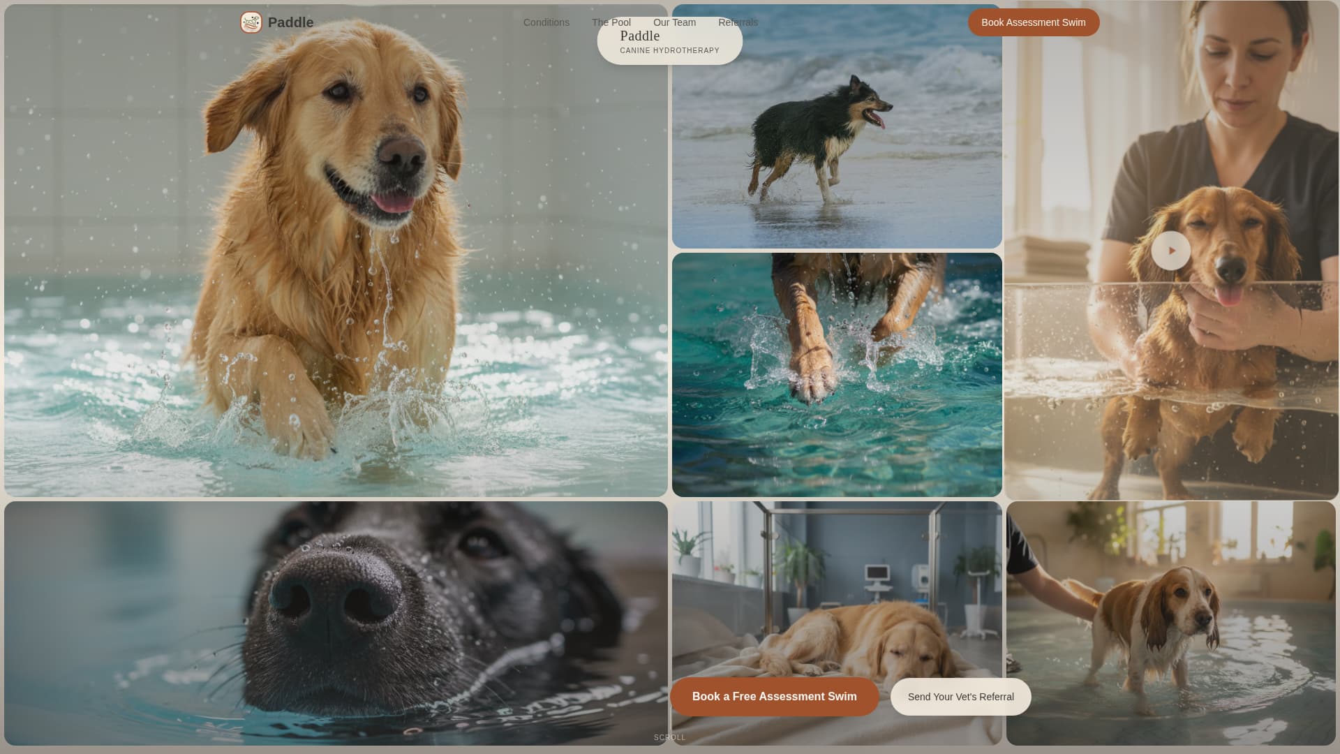 Animal Therapy & Booking Website Template
