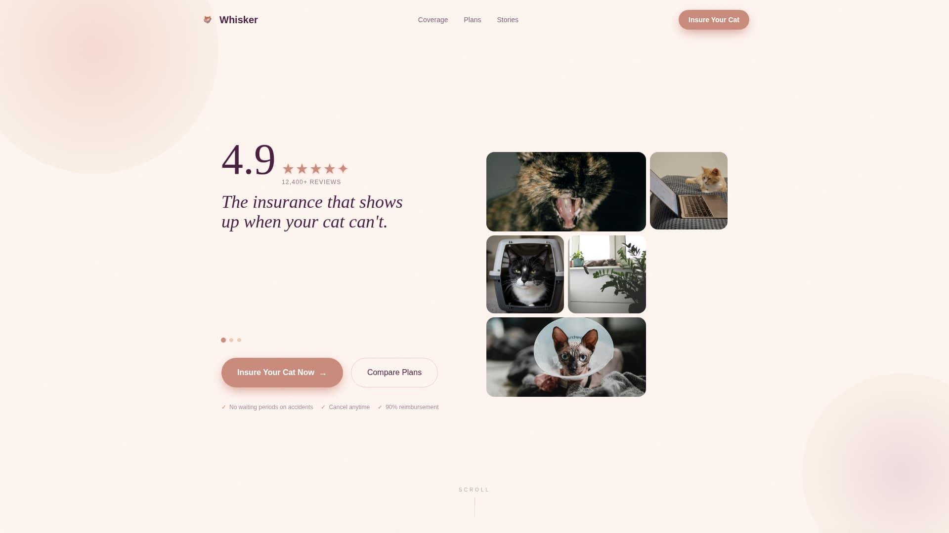 Cat Professional Website Template