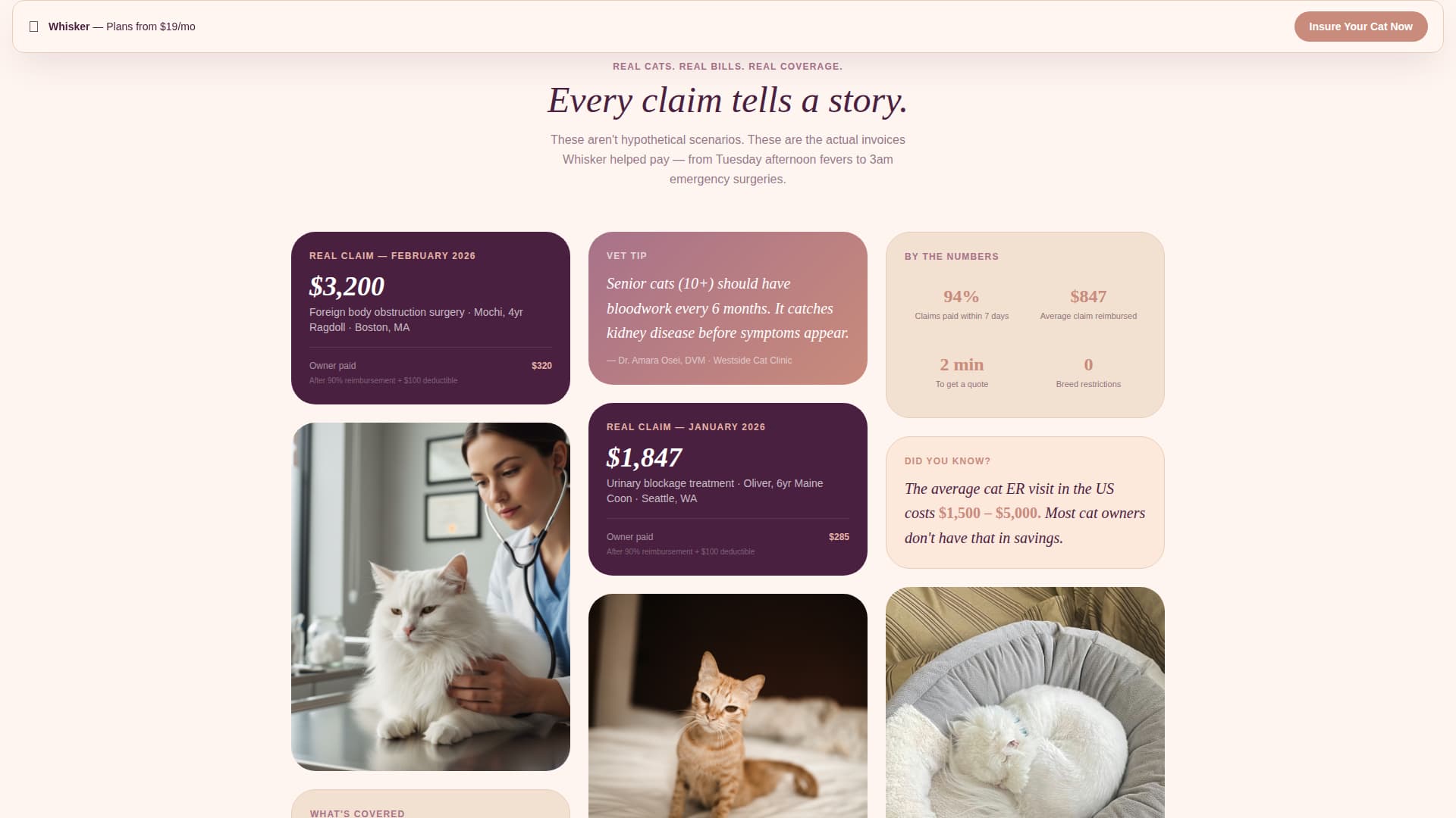 Cat Professional Website Template