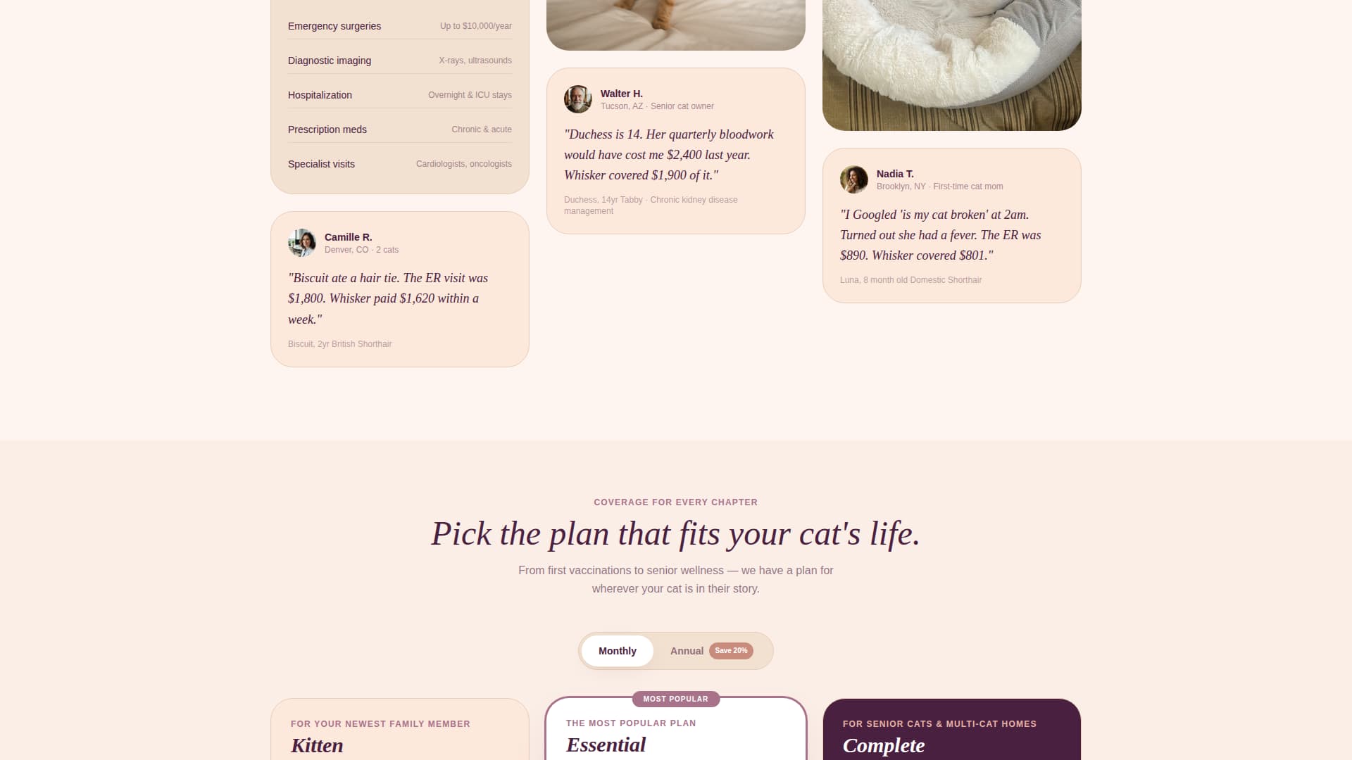Cat Professional Website Template