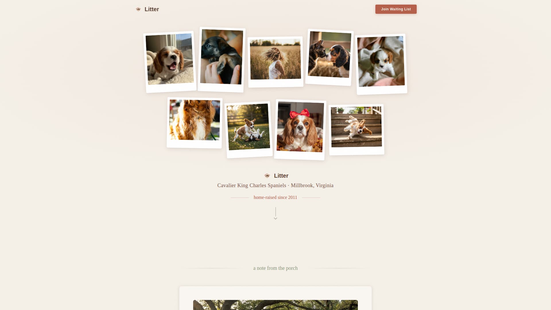 Dog Professional Website Template