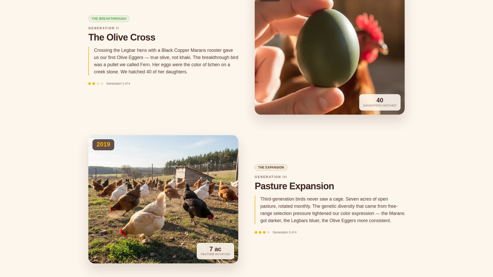 Chicken & Poultry Professional Website Template