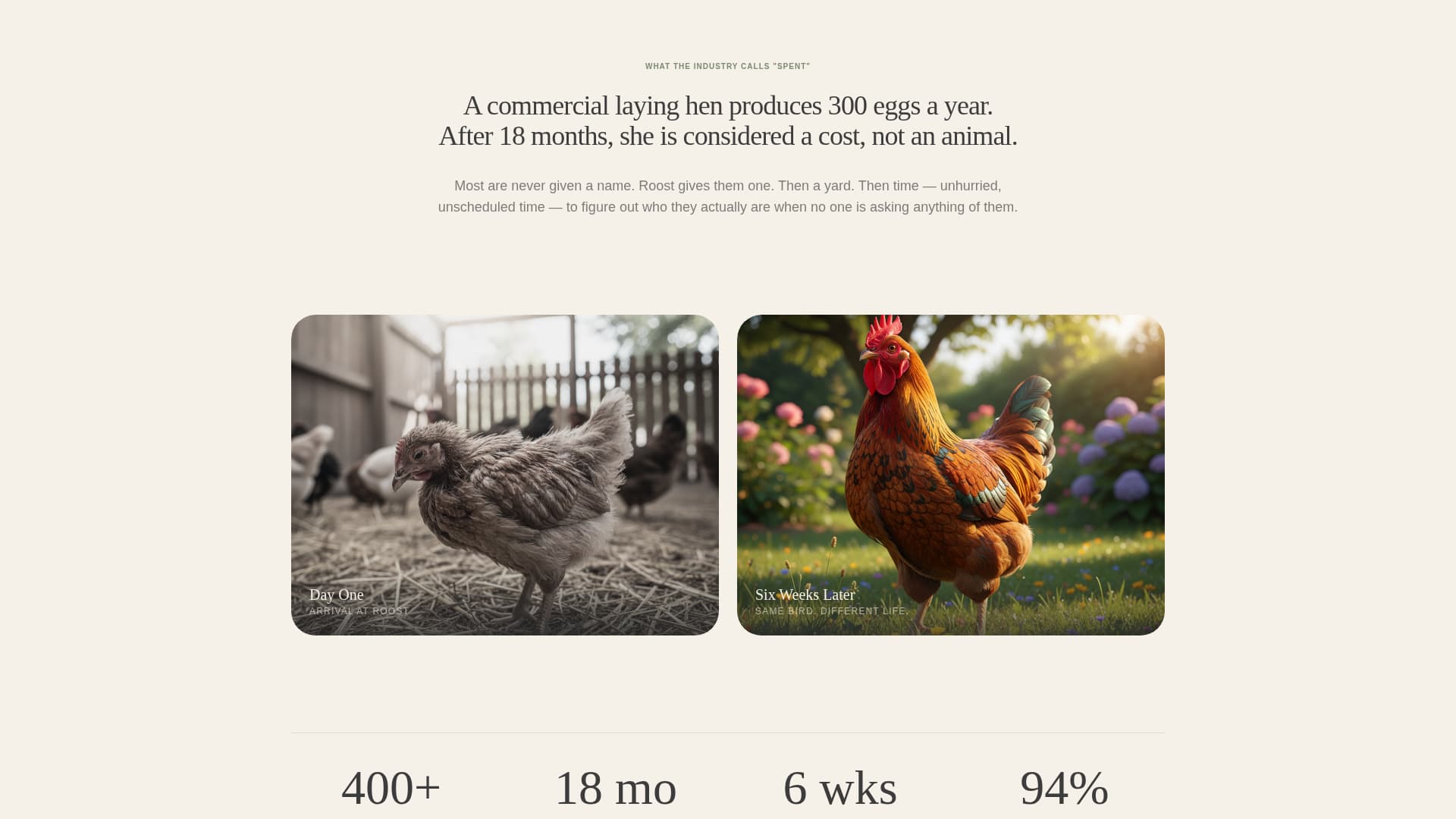 Chicken & Poultry Specialist Professional Website Template