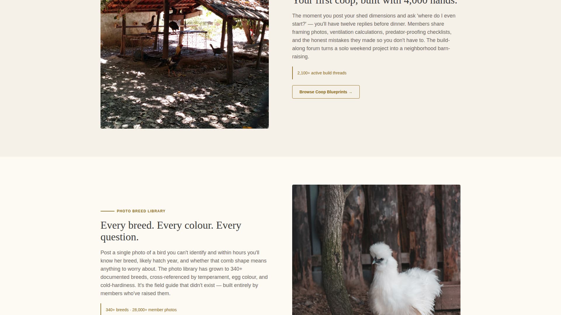 Roost - Thriving Poultry Landing Page Template