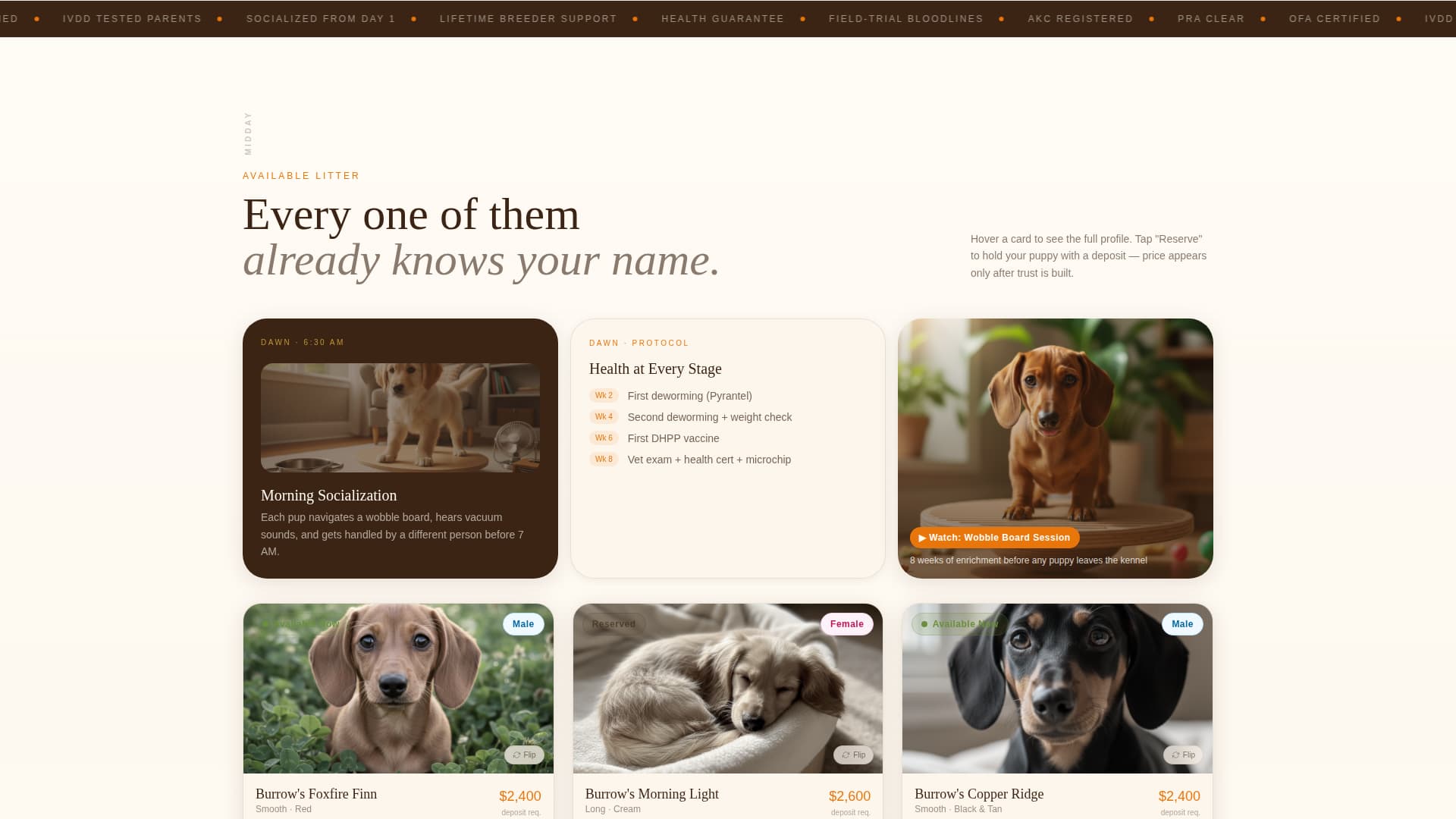 Dog Booking Website Template