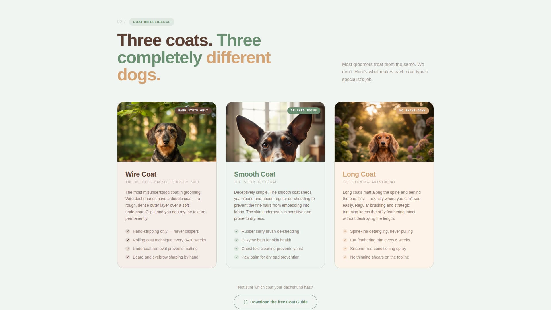 Dog Booking Website Template