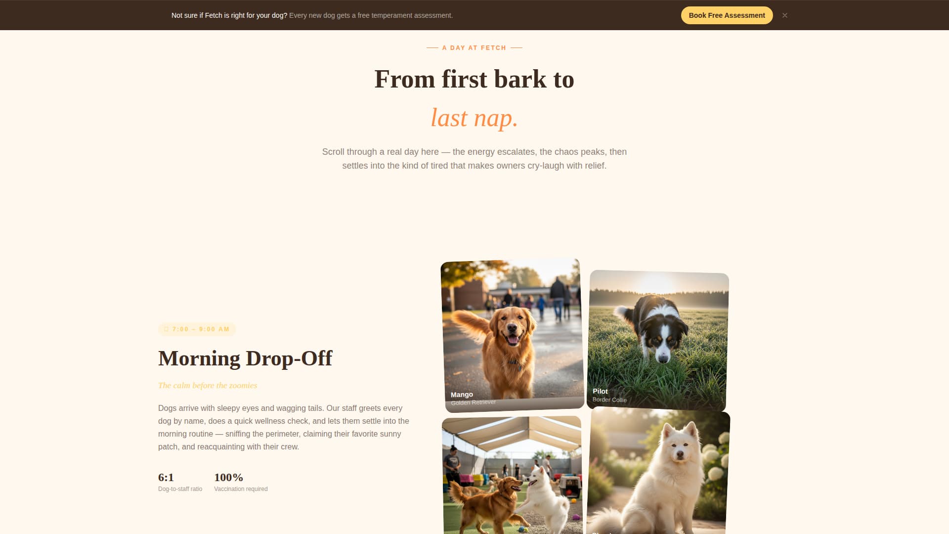 Pet Boarding & Daycare Booking Website Template