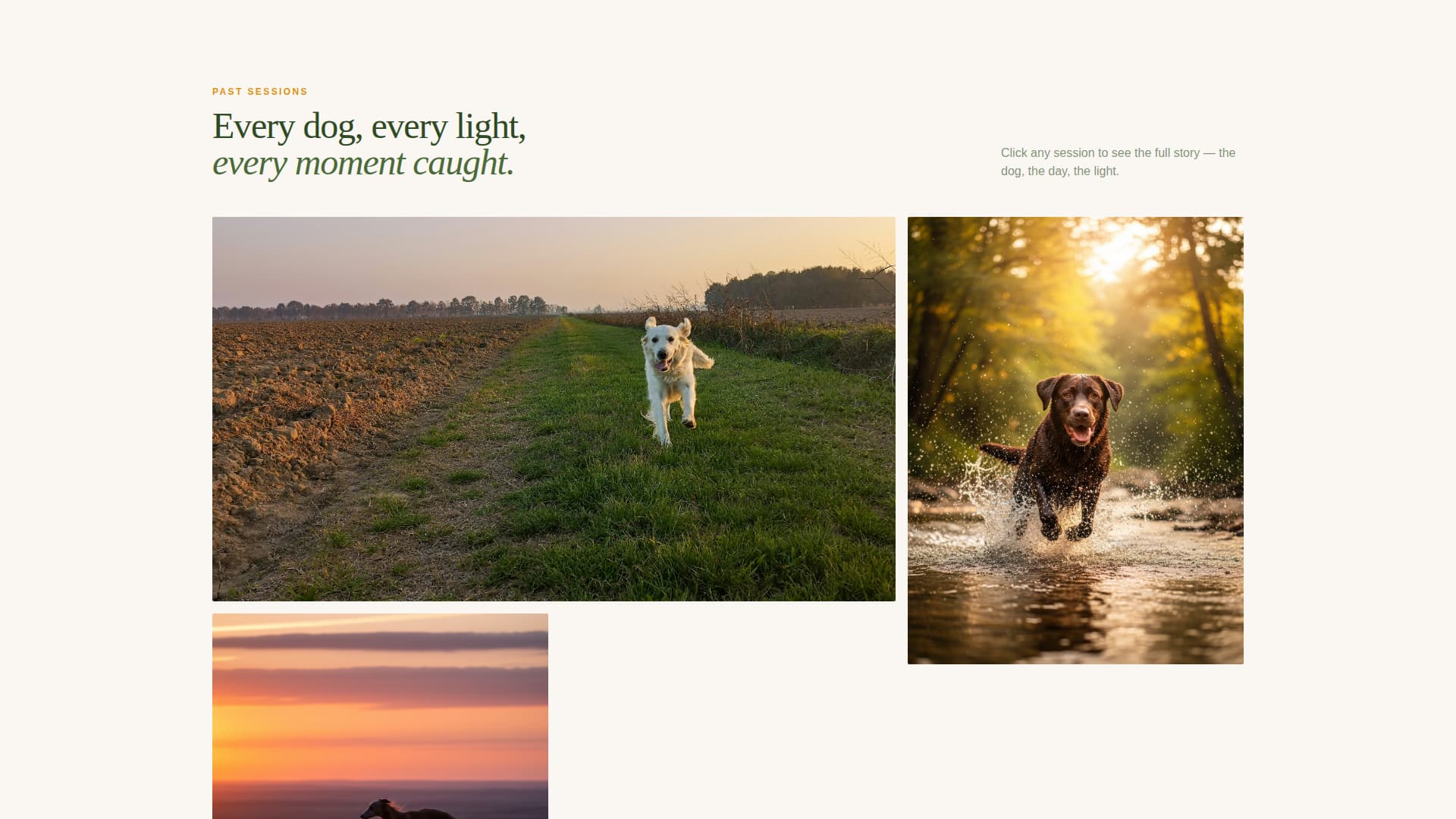 Fetch - Vibrant Dogphotography Landing Page Template