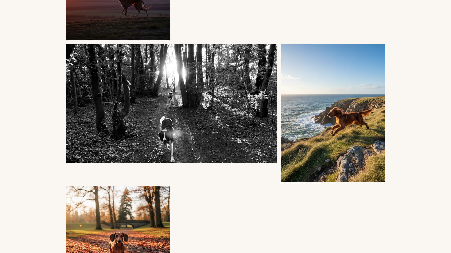 Fetch - Vibrant Dogphotography Landing Page Template