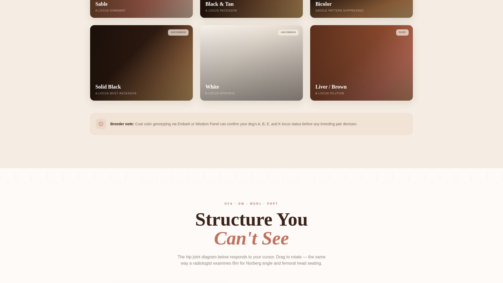 Dog Specialist Blog Website Template