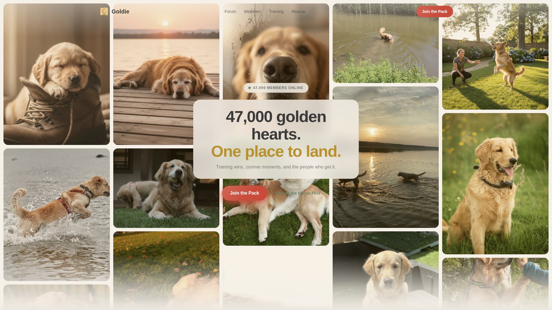 Dog Premium Professional Website Template