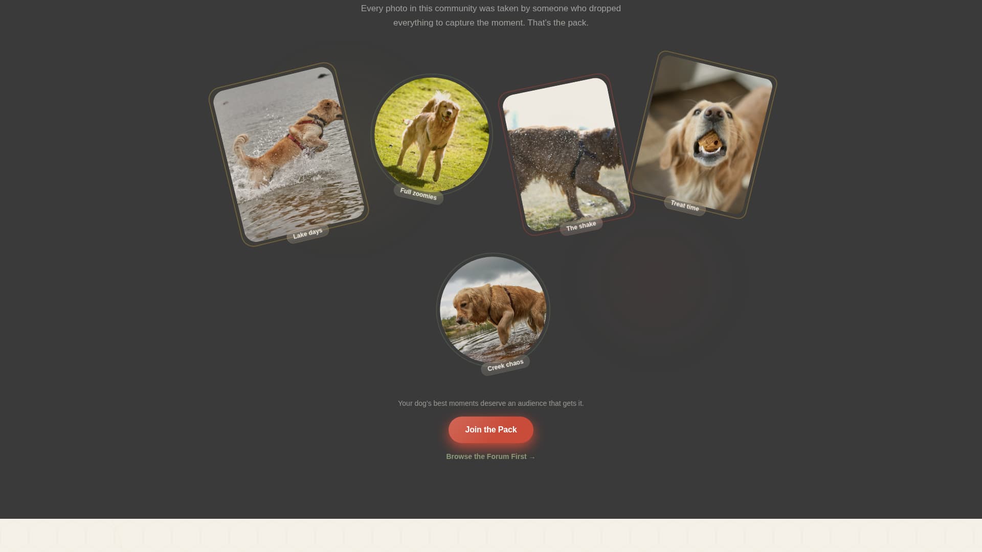 Dog Premium Professional Website Template