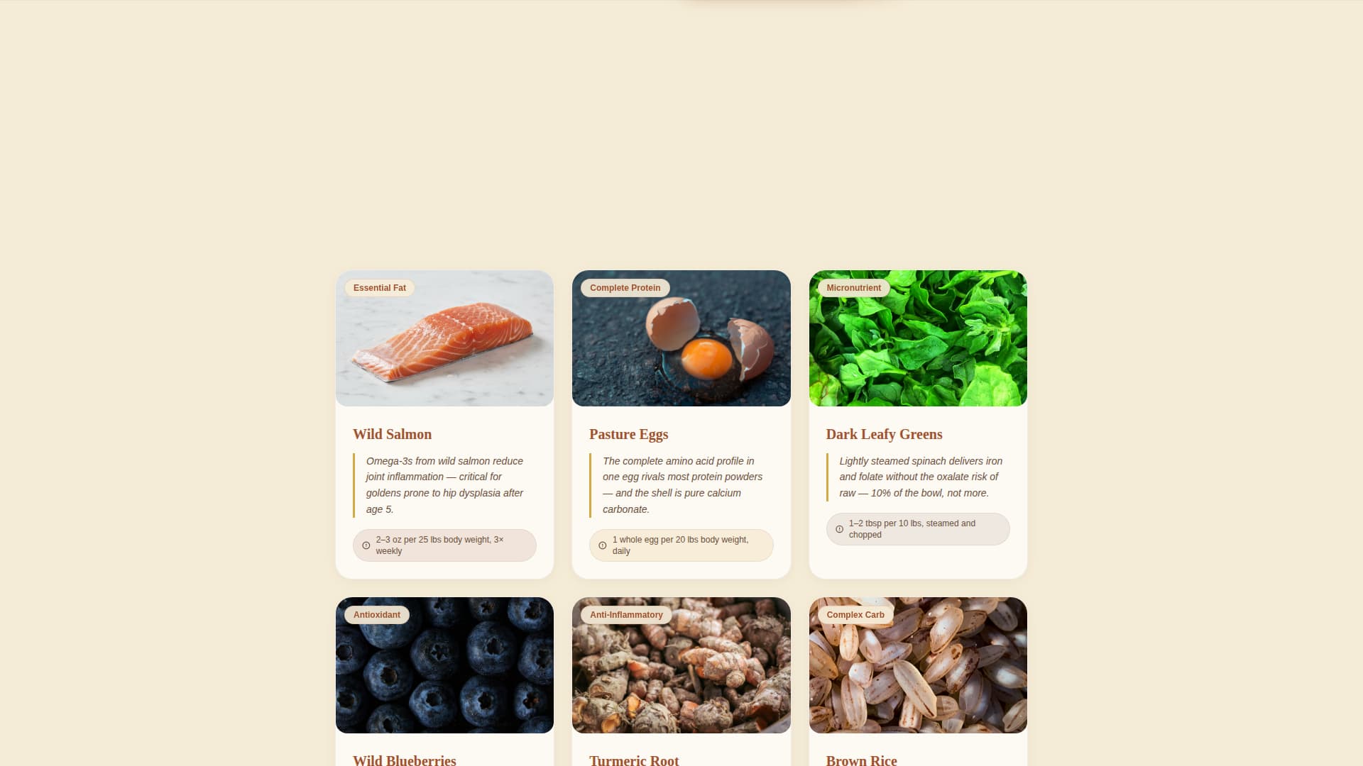 Dog Local Professional Website Template