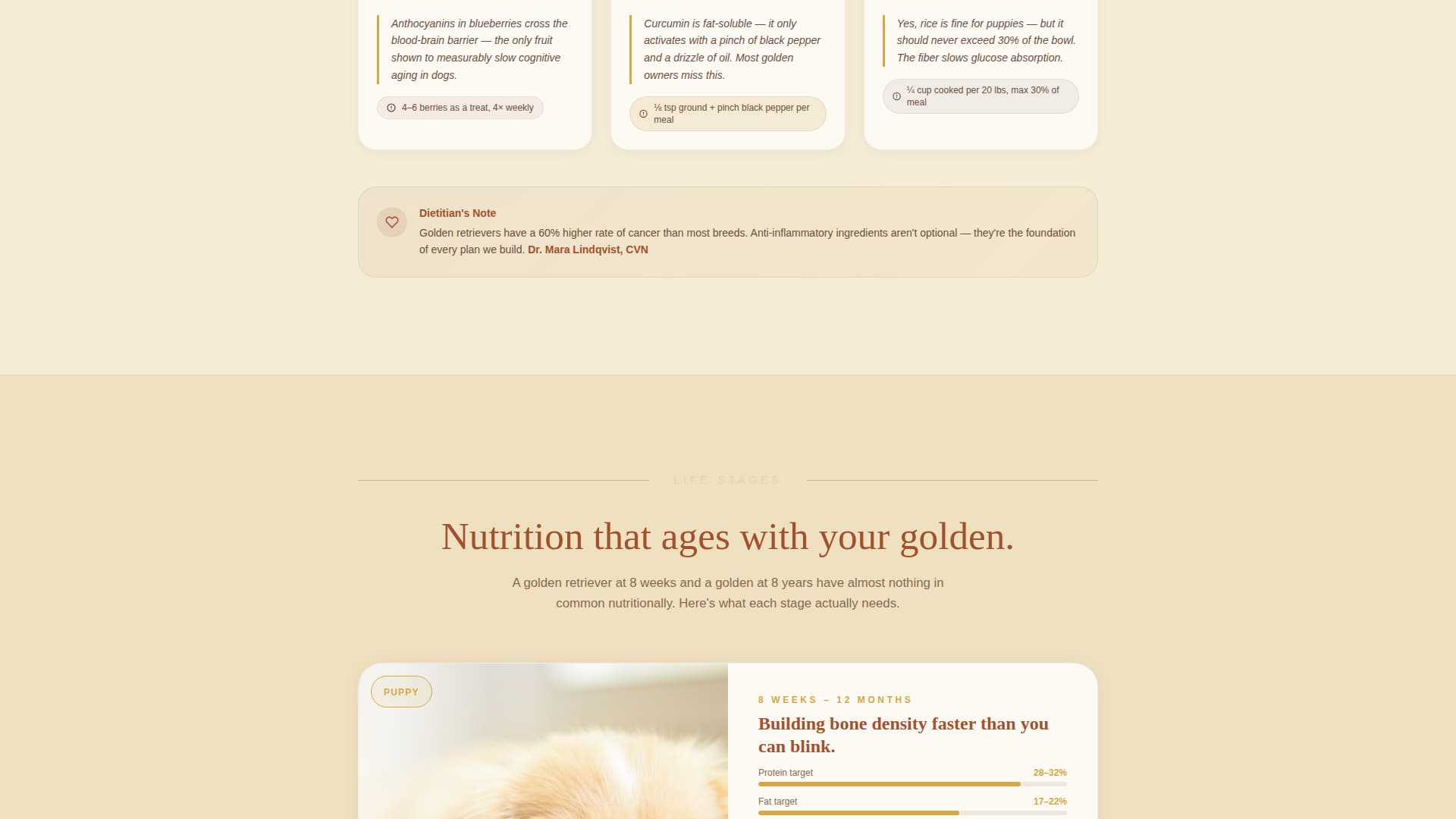 Dog Local Professional Website Template