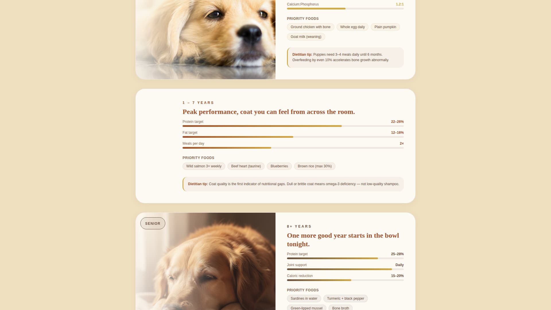 Dog Local Professional Website Template