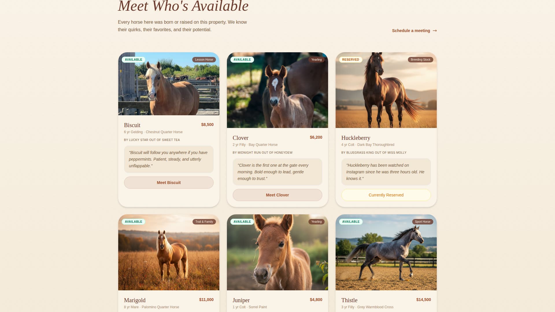Foal - Trusted Horsebreeder Landing Page Template