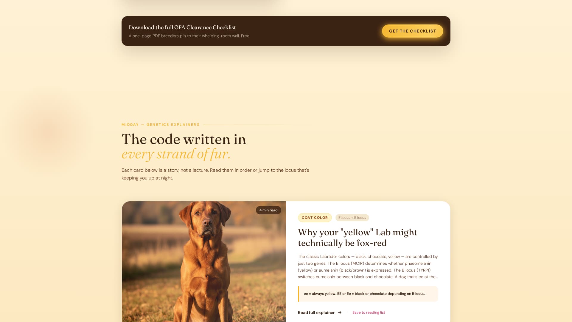 Dog Local Directory Website Template