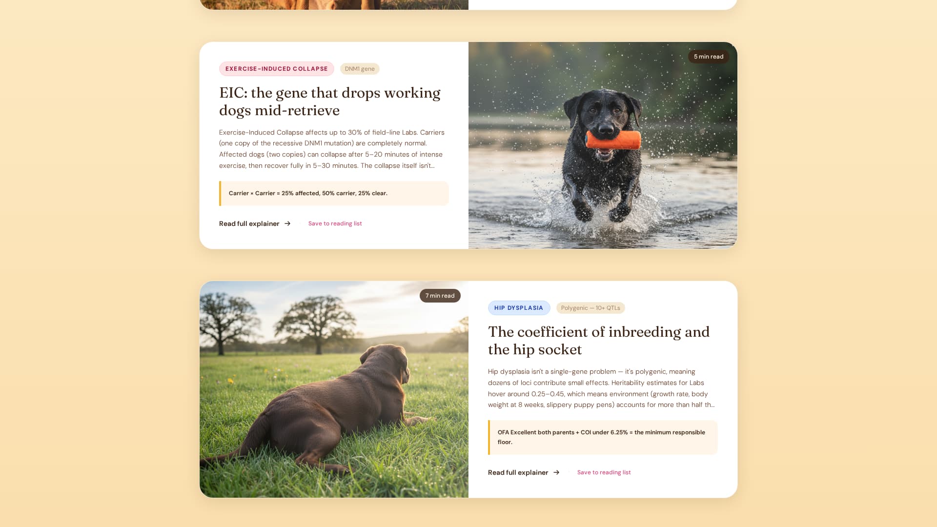 Dog Local Directory Website Template