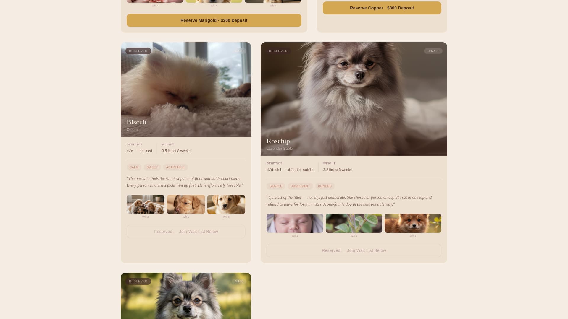 Fluff - Artisan Pomeranian Landing Page Template