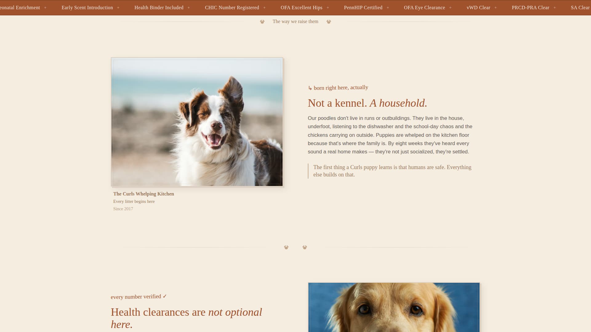 Dog Professional Website Template