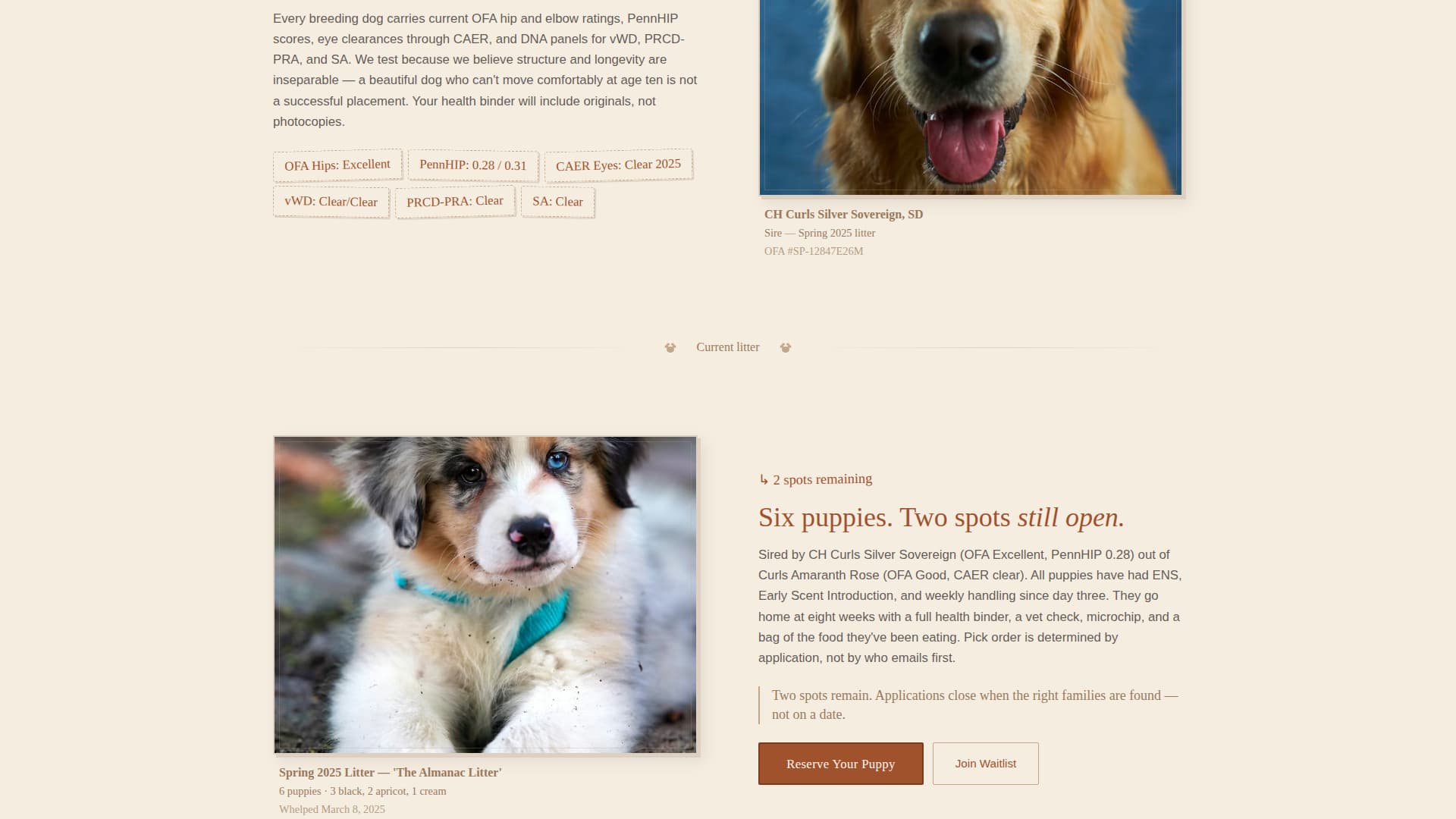 Dog Professional Website Template