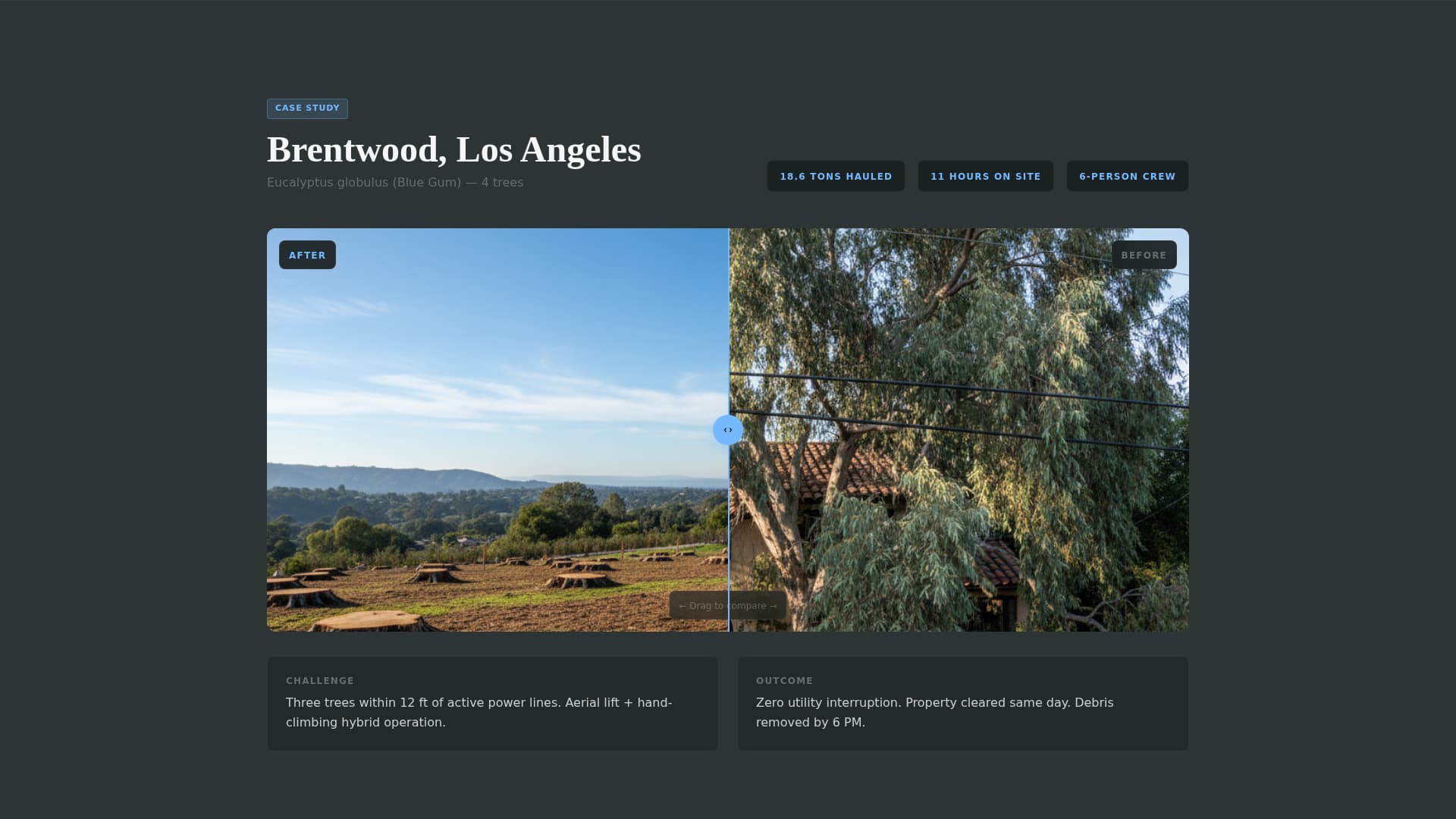 Timber — Certified Tree Care Landing Page Template