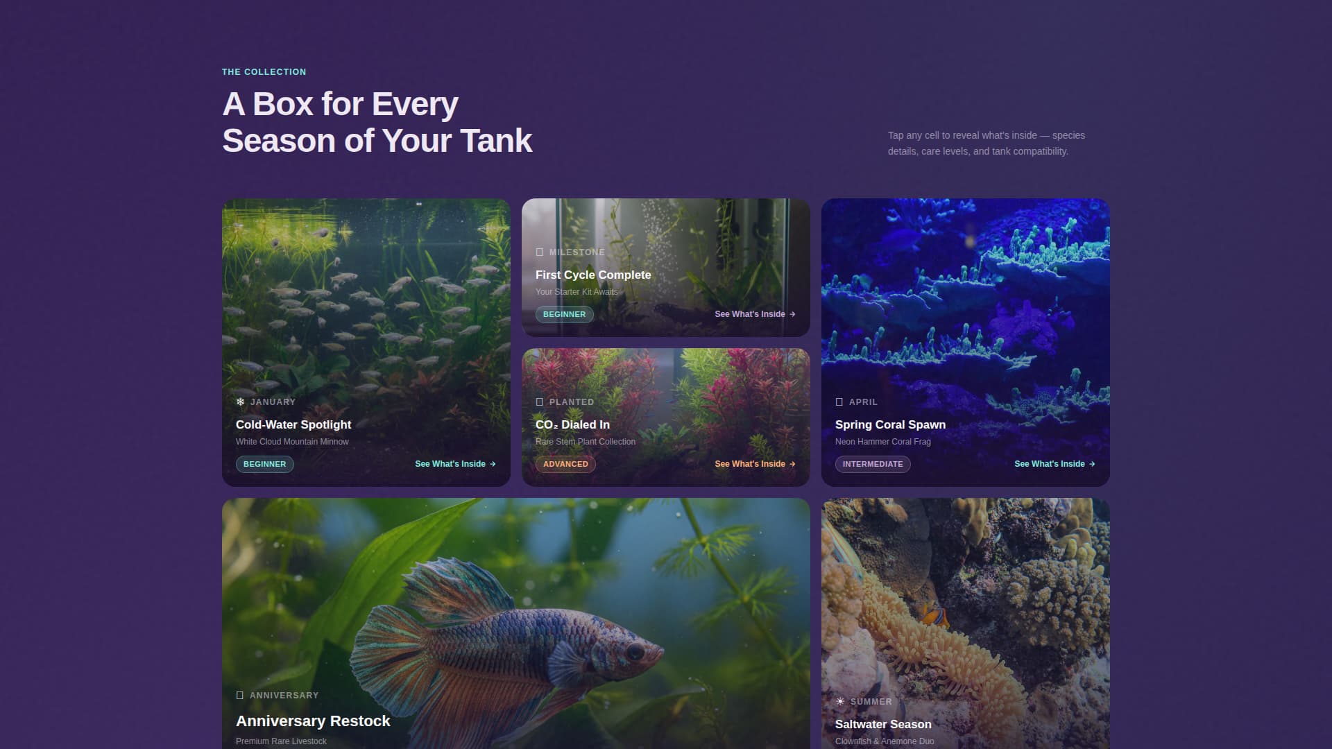 Subscription Box Specialist Professional Website Template